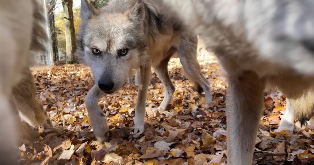 Can wolfs purr