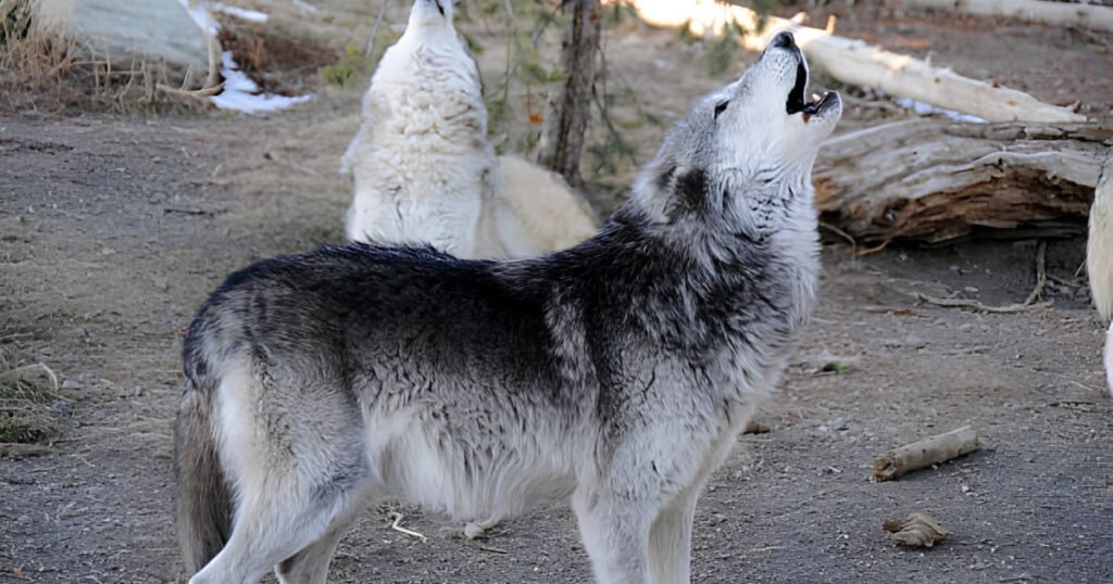 Can wolves purr