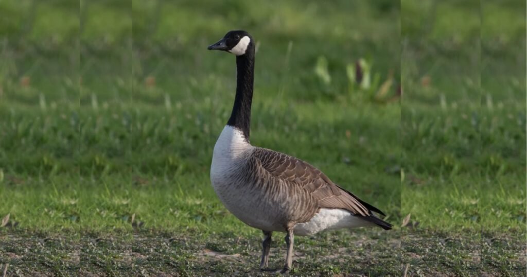 Canada Goose animal that eats Corn Plant