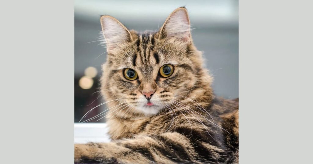 Cat most cleanest animal