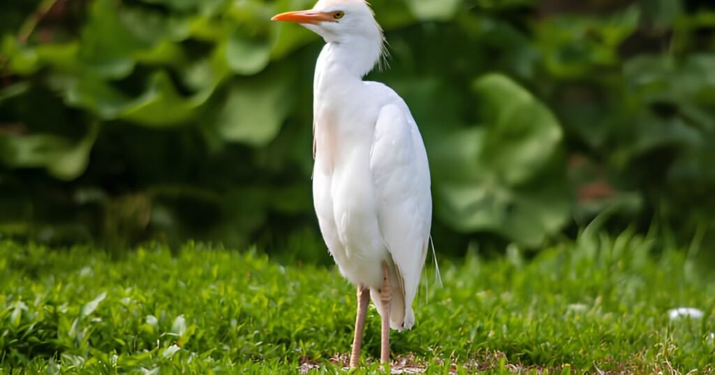 Cattle Egret birds with long legs