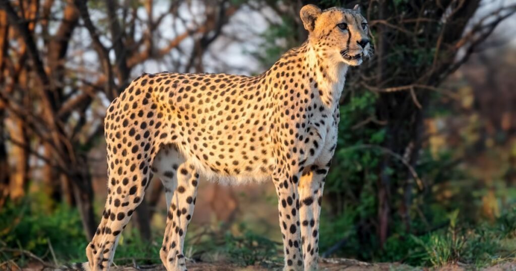 Cheetah energetic animal