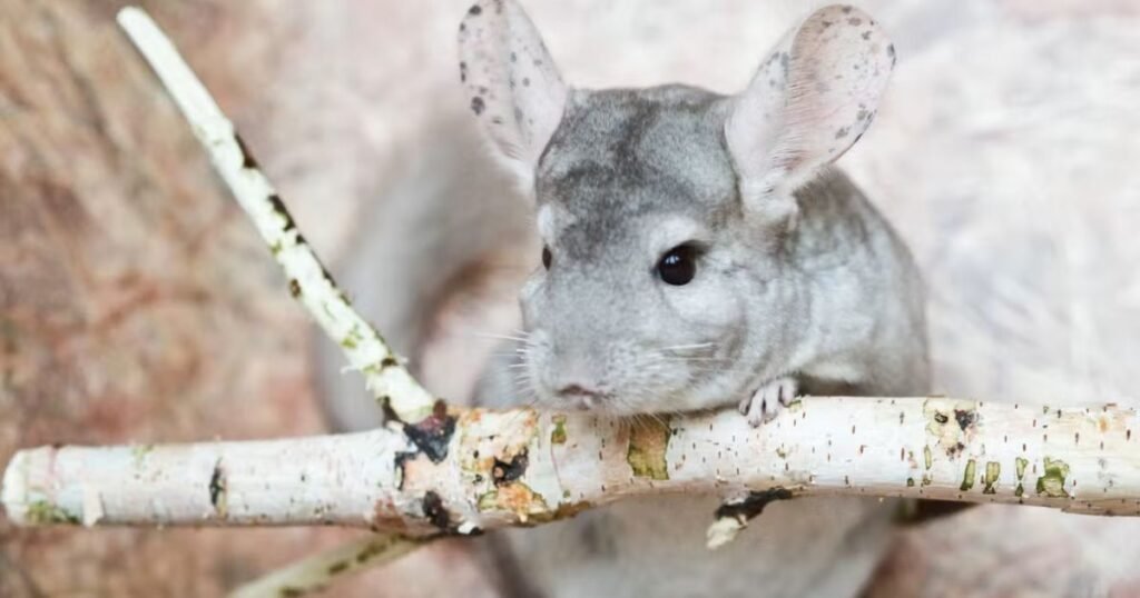 Chinchilla most cleanest animal