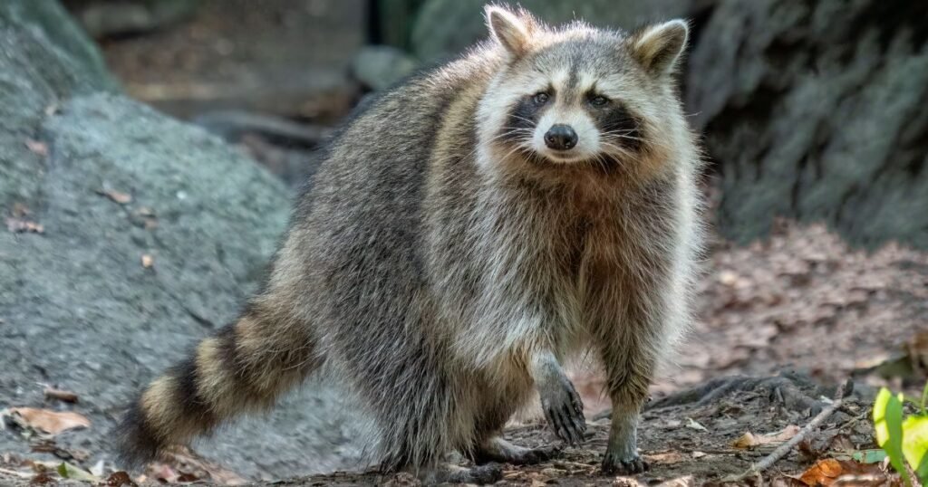 Common Raccoon the clean animal