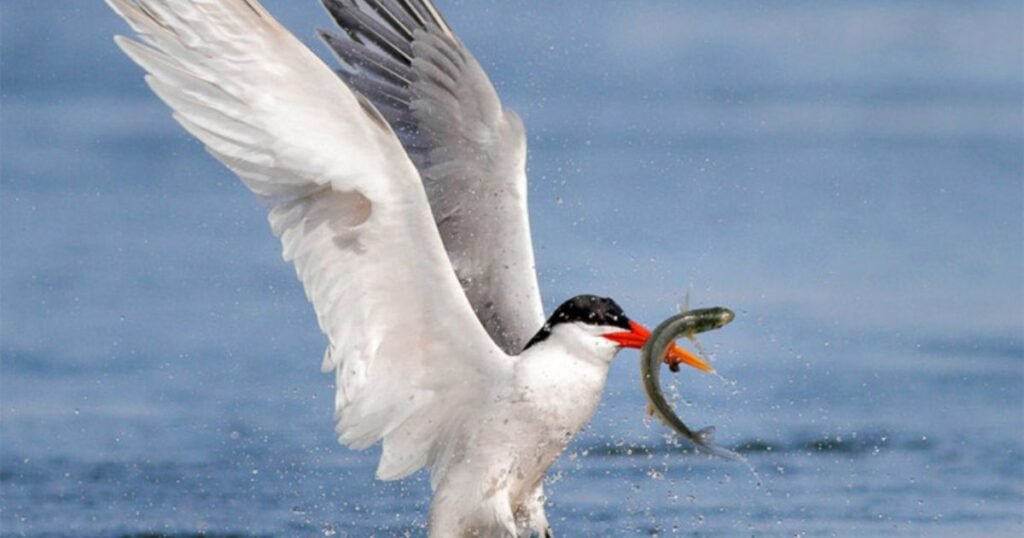 Common Tern bird that eats fish