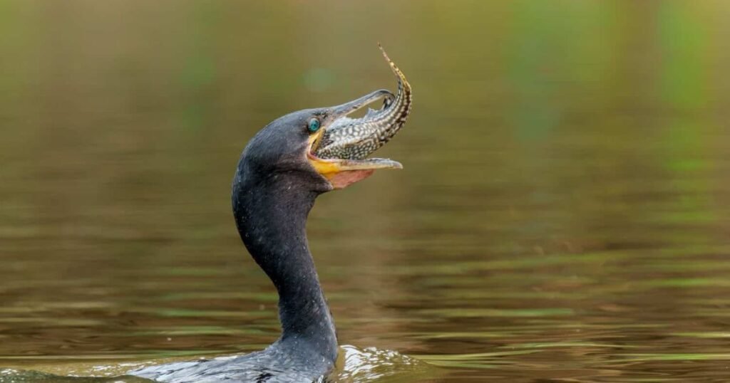 Cormorants do birds eat fish