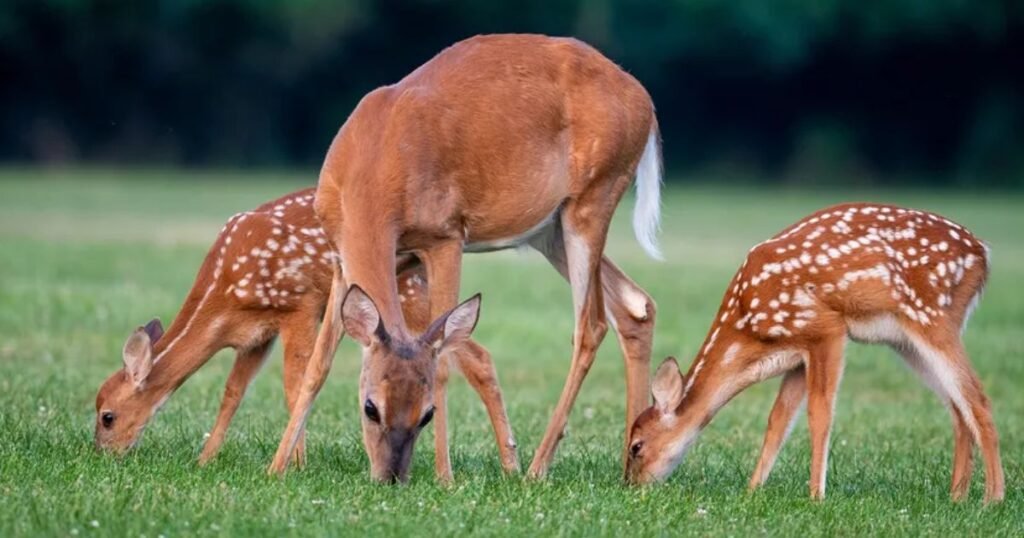 Deer very quiet animal