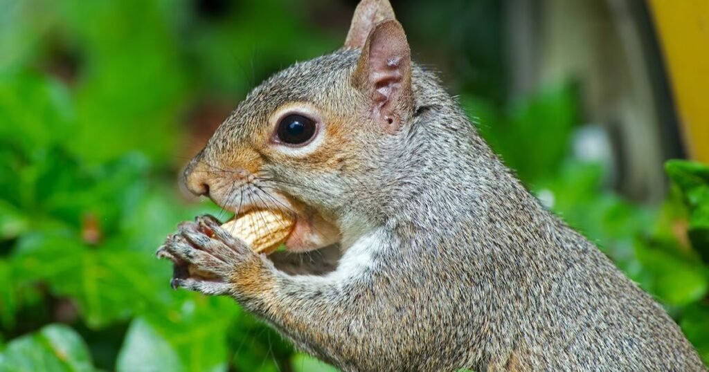 Do Gray Squirrel eat Corn