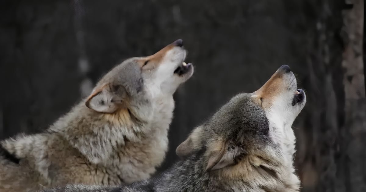 Do wolves purr