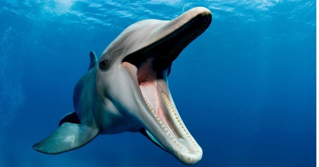 Dolphin energetic aquatic animal