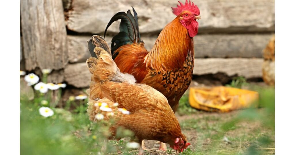 Domestic Chicken a Corn eating animal
