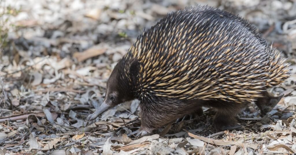 Echidnas what eats ants