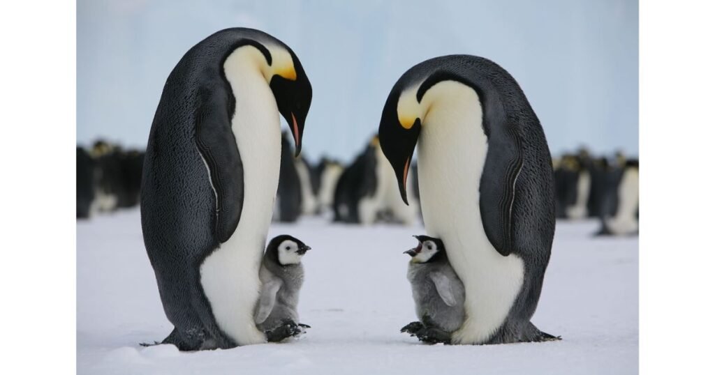 Emperor Penguin happiest animal in the world