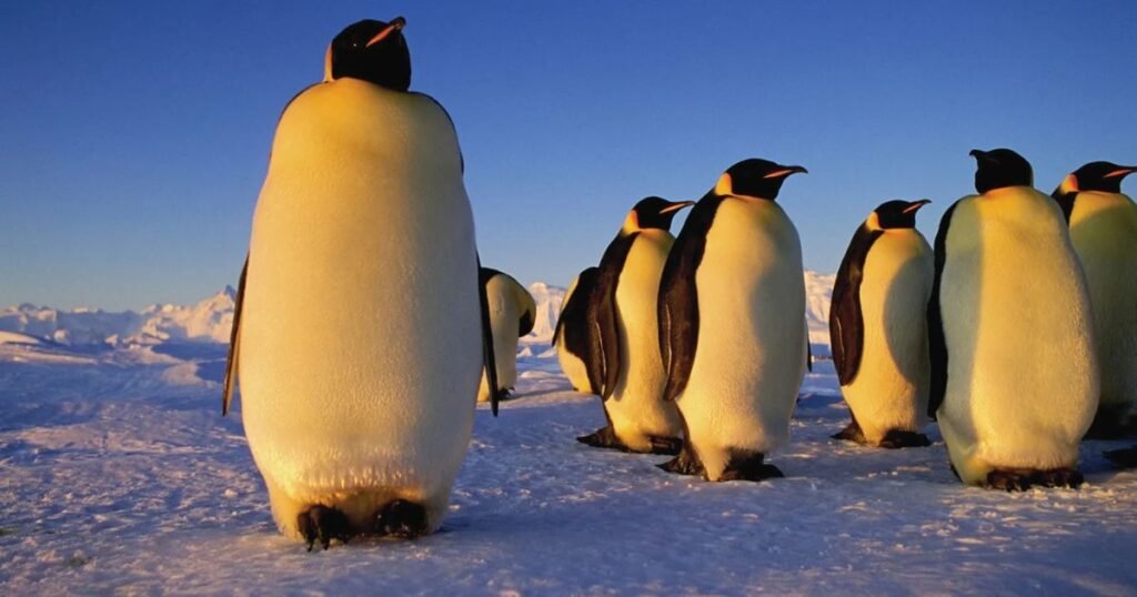 Emperor Penguin the most cleanest