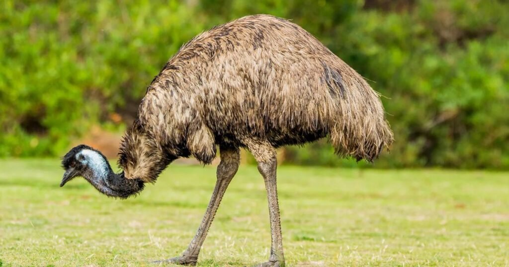 Emu long legged birds