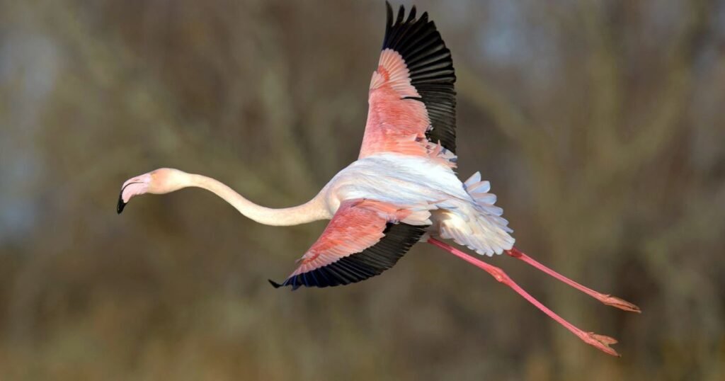 Flamingos long legged bird