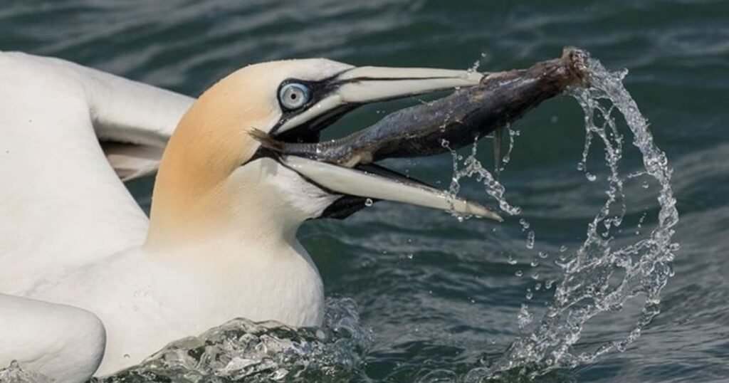 Gannet birds that eat fish