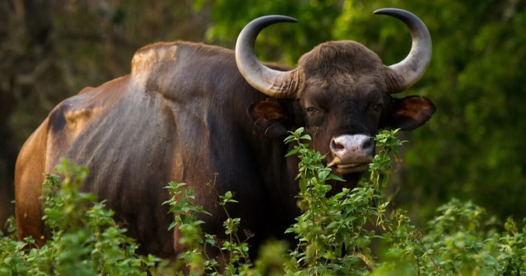 Gaur thickest skin animals