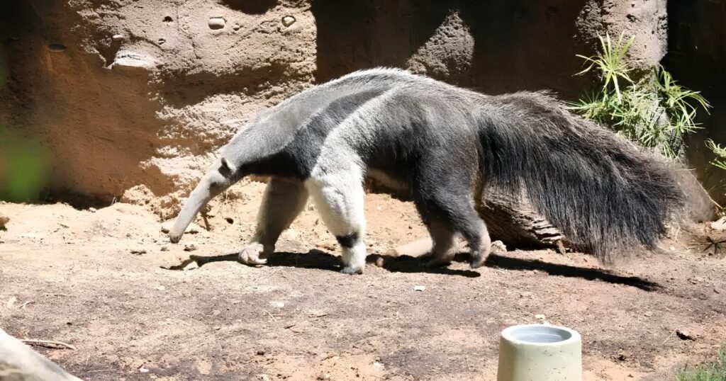 Giant Anteater animals that eat ants