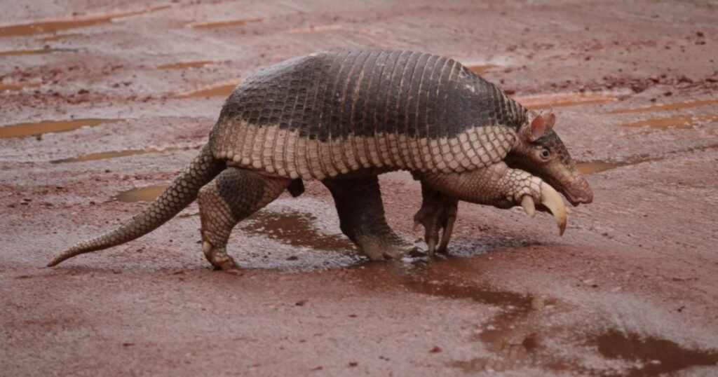 Giant Armadillo thick skin animal