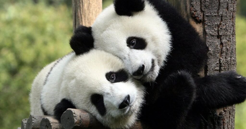 Giant Panda animals tha are independent