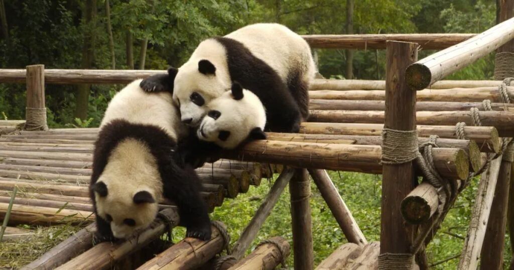 Giant Panda animals with fur