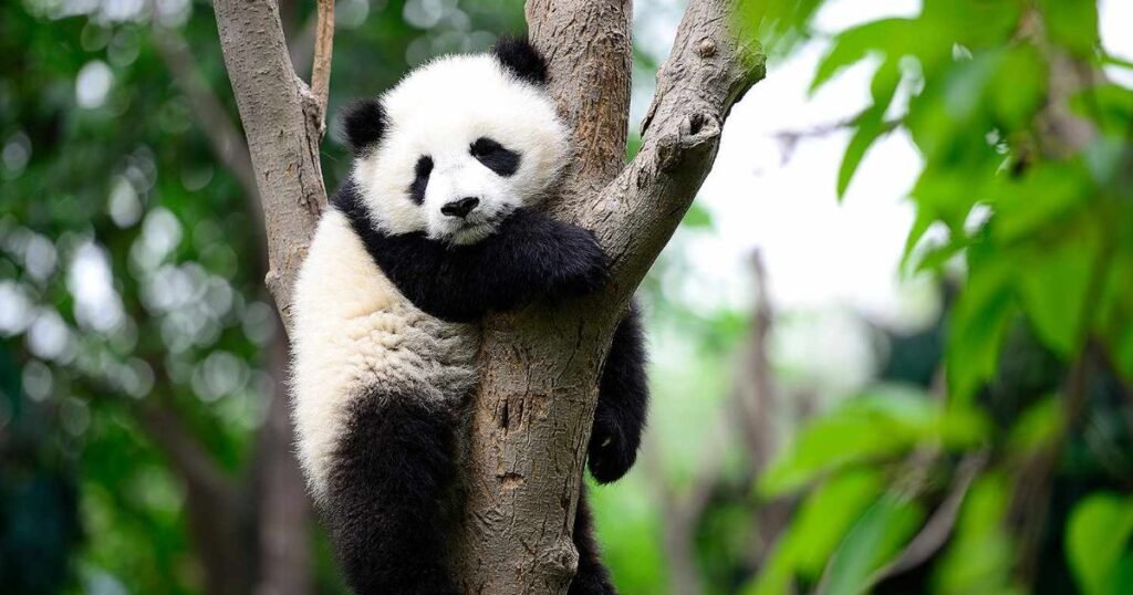 Giant Panda cute quiet animal