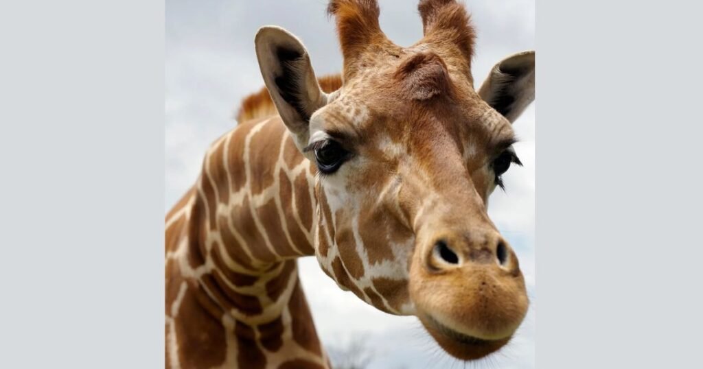 Giraffe quiet and strong animal