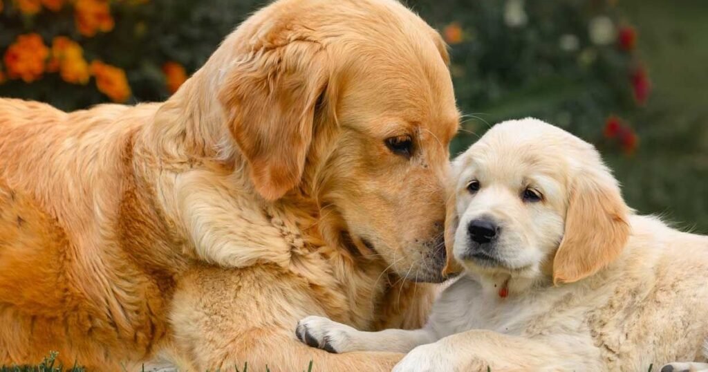 Golden Retrieve happiest animal in the world