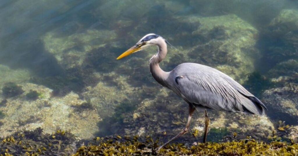 Gray Heron long legged bird