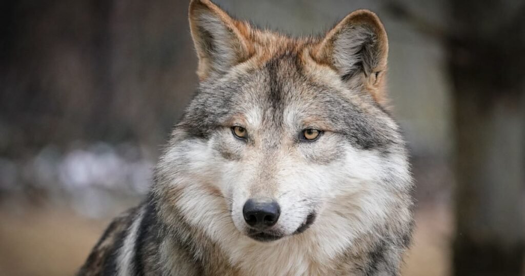 Gray Wolf hyper animals in the world