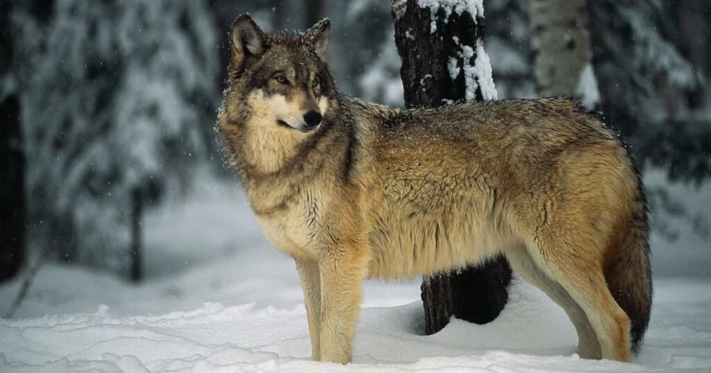 Gray Wolf most clean animal in the world