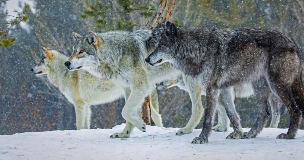 Gray Wolf wild animal with fur