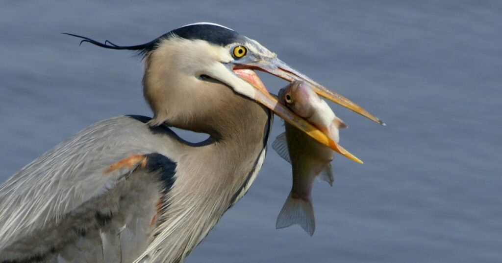 Great Blue Heron fishing birds