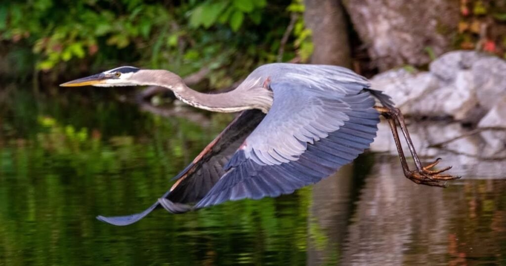 Great Blue Heron long legged bird