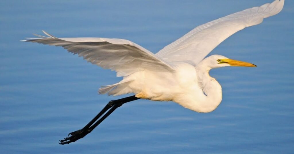Great Egret long leg bird
