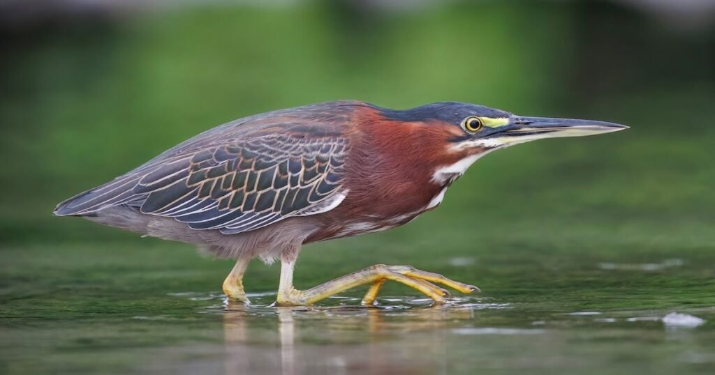 Green Heron birds with long legs