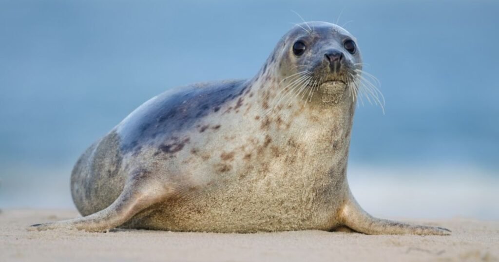 Harbor Seal happiest animal in the world