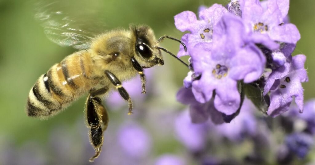 Honey Bee cleanest fly