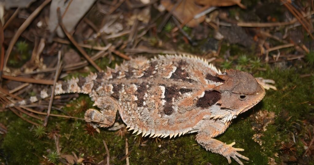 Horned Lizards what animal eats ants
