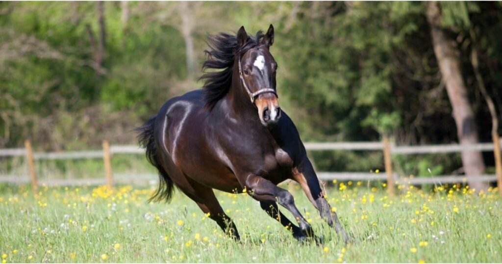 Horse Very Clean Animal