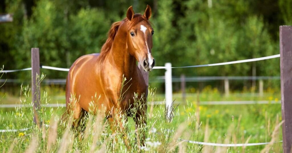 Horse happiest animal