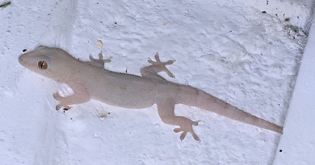 House Gecko what animals eats ants