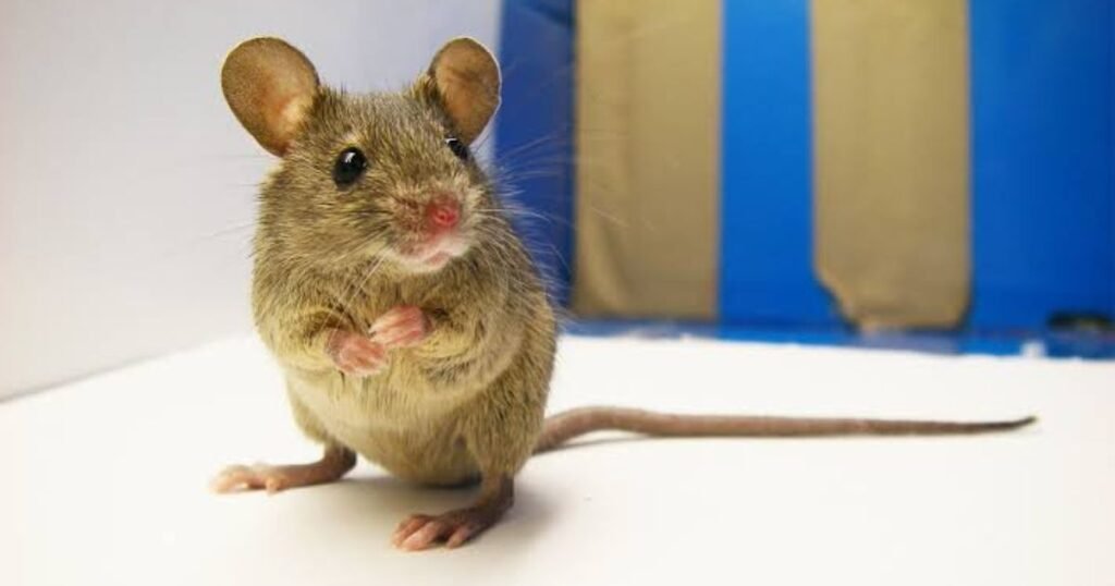 House Mouse cleanest small animal
