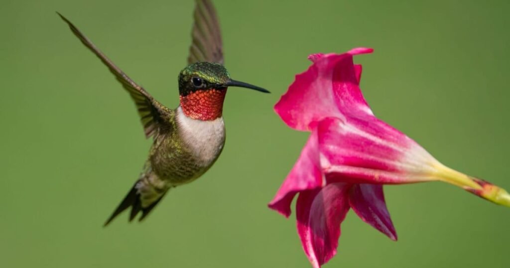 Hummingbird playful pet