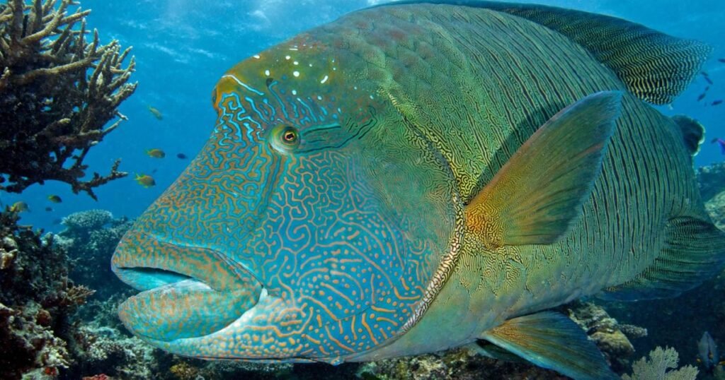Humphead Wrasse what eats ants