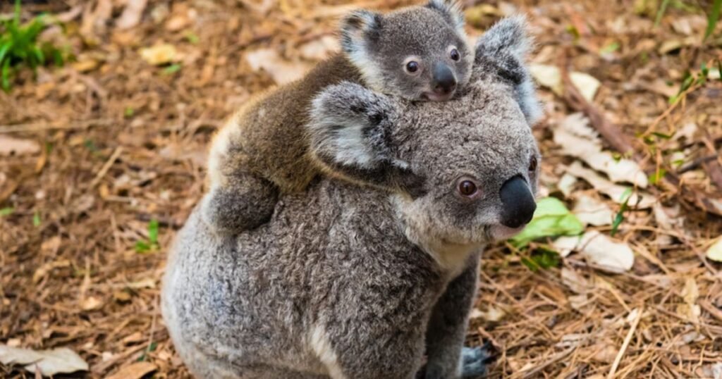 Independent animal Koala