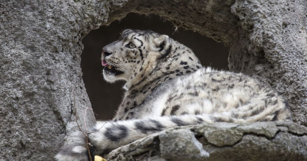 Independent animals in the world