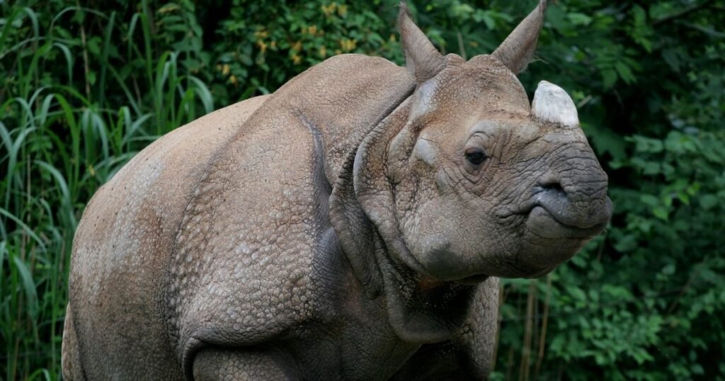 Indian Rhinoceros thick skin mammal
