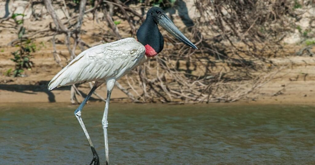 Jabiru bird with long legs